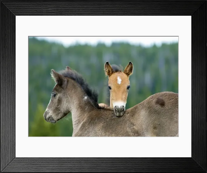 Framed Print : Wild / Feral Horses - colts - Western U. S. - Summer _D2A4580 Framed Print : Wild / Feral Horses - colts - Western U. S. - Summer _D2A4580