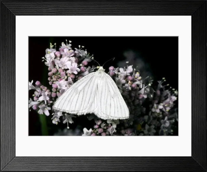Framed Print : Black-Veined Moth - very rare in the UK Framed Print : Black-Veined Moth - very rare in the UK