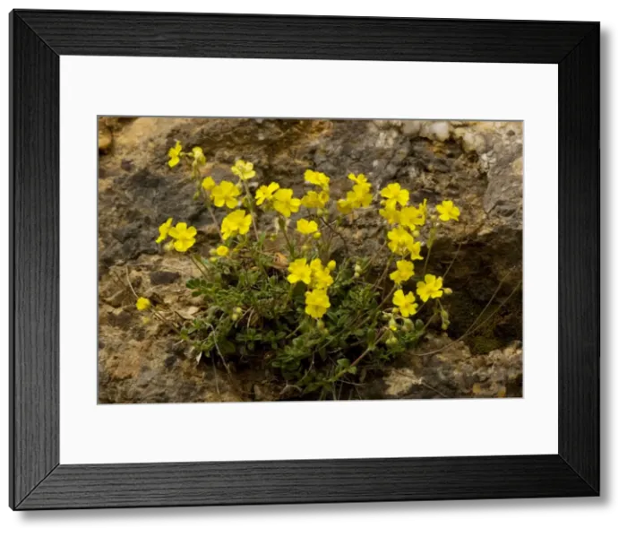 Framed Print : Hoary Rockrose (Helianthemum canum) in flower. Very rare in UK Framed Print : Hoary Rockrose (Helianthemum canum) in flower. Very rare in UK