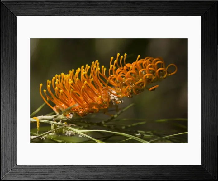 Framed Print : Silky Grevillea - bizarre orange coloured blossom of this widespread Grevillea - Litchfield National Park, Northern Territory, Australia Framed Print : Silky Grevillea - bizarre orange coloured blossom of this widespread Grevillea - Litchfield National Park, Northern Territory, Australia