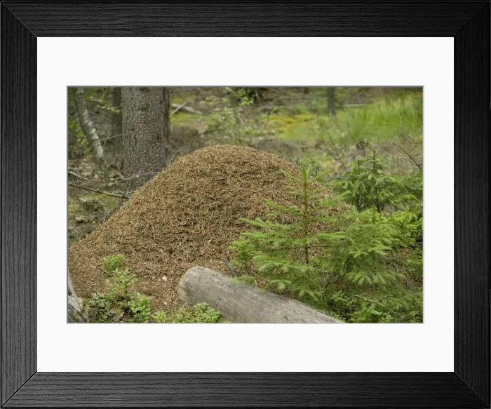 Framed Print : Large and ancient wood ants nest in coniferous woodland, Sweden