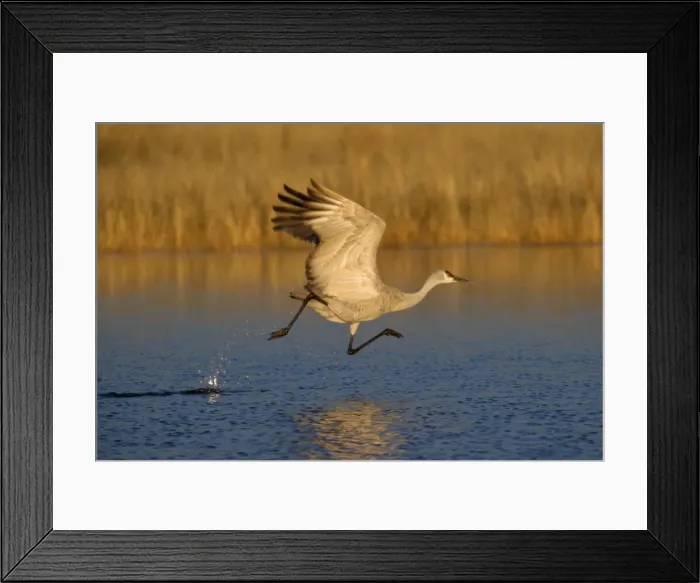 Framed Print : Sandhill Crane - in flight over the water - Bosque del Apache National Wildlife Reserve - Rio Grande Valley - New Mexico - USA