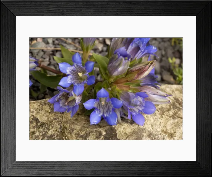 Framed Print : A gentian (Gentiana affinis). USA Framed Print : A gentian (Gentiana affinis). USA