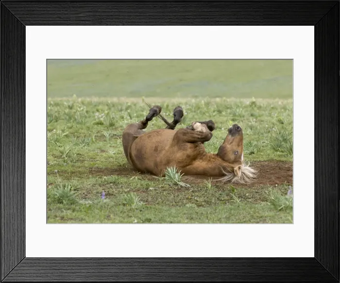 Framed Print : Wild / Feral Horse - colt rolling on its back - Western U. S. - Summer _D2A5332 Framed Print : Wild / Feral Horse - colt rolling on its back - Western U. S. - Summer _D2A5332