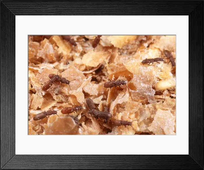 Framed Print : Saw-Toothed Grain Beetles - In bran Framed Print : Saw-Toothed Grain Beetles - In bran