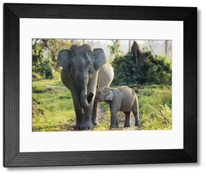 Framed Print : Wild Indian / Asian Elephant - female with calf - Kaziranga National Park, India Framed Print : Wild Indian / Asian Elephant - female with calf - Kaziranga National Park, India