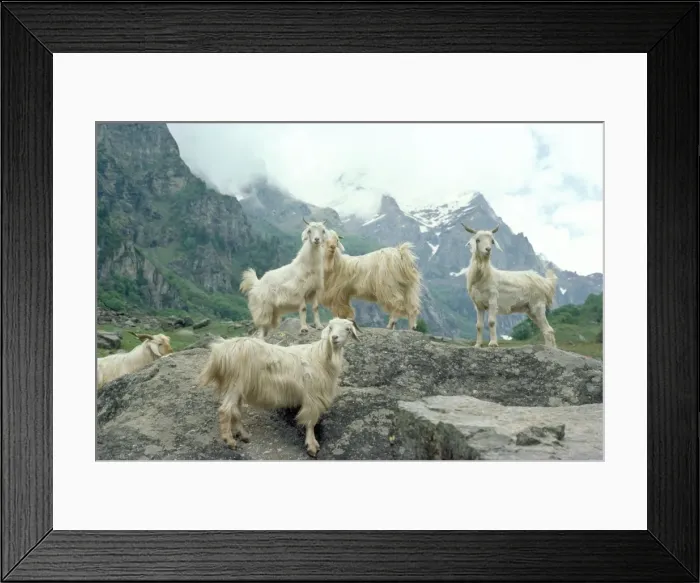Framed Print : Goats - Himalayas- Kashmir Framed Print : Goats - Himalayas- Kashmir