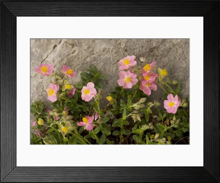 Framed Print : Pink Rockrose Helianthemum nummularium ssp. pyrenaicum. Ordesa, Pyrenees. Spain Framed Print : Pink Rockrose Helianthemum nummularium ssp. pyrenaicum. Ordesa, Pyrenees. Spain