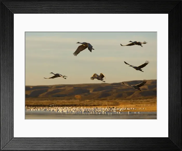 Framed Print : Sandhill Crane - in flight over the water - Bosque del Apache National Wildlife Reserve - Rio Grande Valley - New Mexico - USA Framed Print : Sandhill Crane - in flight over the water - Bosque del Apache National Wildlife Reserve - Rio Grande Valley - New Mexico - USA