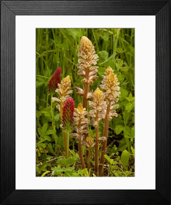 Framed Print : Common Broomrape (Orobanche minor) with its host Crimson Clover (Trifolium incarnatum ssp incarnatum)