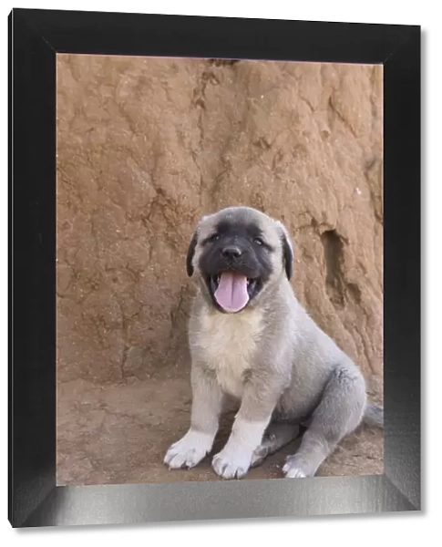 Anatolian Shepherd Dog - puppy with mouth open (Cheetah conservationists currently use anatolian shepherds as a cheetah deterrant for livestock protection) - Cheetah Conservation Fund - Namibia