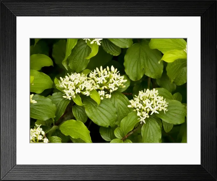 Framed Print : Dogwood (Cornus sanguinea (= Thelycrania)) in flower. South England Framed Print : Dogwood (Cornus sanguinea (= Thelycrania)) in flower. South England