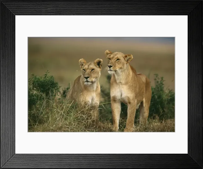 Framed Print : Lioness - Kenya Framed Print : Lioness - Kenya