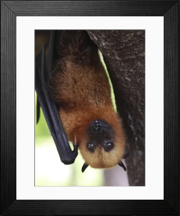 Framed Print : Seychelles Fruit Bat / Flying Fox - hanging upside down - La Digue - Seychelles Framed Print : Seychelles Fruit Bat / Flying Fox - hanging upside down - La Digue - Seychelles