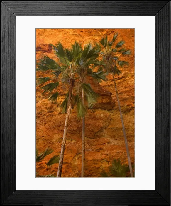 Framed Print : Mini Palms Gorge - livistonia palms growing on the rocky floor and slopes of Mini Palms Gorge. The red walls, which reflect the sunlight, contrast nicely with the green of the palms - Bungle Bungle National Park, Western Australia, Australia Framed Print : Mini Palms Gorge - livistonia palms growing on the rocky floor and slopes of Mini Palms Gorge. The red walls, which reflect the sunlight, contrast nicely with the green of the palms - Bungle Bungle National Park, Western Australia, Australia