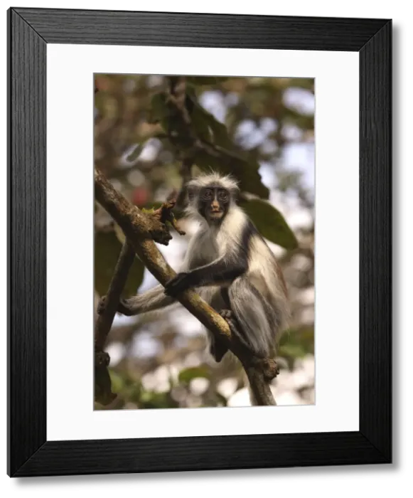 Framed Print : Kirk's / Zanzibar Red Colobus Monkey - in tree - Zanzibar - Tanzania Framed Print : Kirk's / Zanzibar Red Colobus Monkey - in tree - Zanzibar - Tanzania