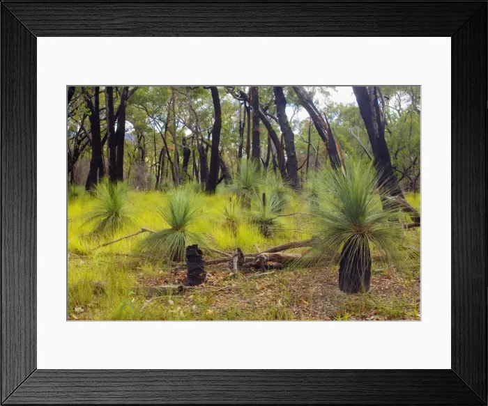 Framed Print : Austral Grass Trees - newly sprouting Grass Trees after a wildfire in an eucalypt forest. The bark of the trees is still black but the whole flora of the forest renews itshelf - Grampians National Park, Victoria, Australia Framed Print : Austral Grass Trees - newly sprouting Grass Trees after a wildfire in an eucalypt forest. The bark of the trees is still black but the whole flora of the forest renews itshelf - Grampians National Park, Victoria, Australia