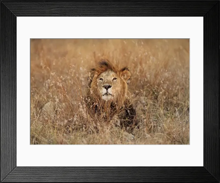 Framed Print : Lion - male - Maasai Mara - Kenya Framed Print : Lion - male - Maasai Mara - Kenya