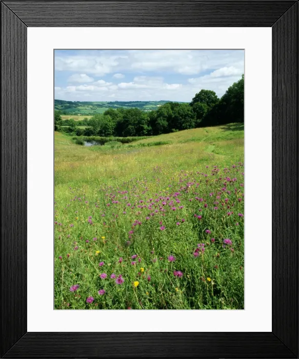 Framed Print : Meadow with rich flora including Knapweeds. Horn Park Nr Beaminster, - Devon - UK Framed Print : Meadow with rich flora including Knapweeds. Horn Park Nr Beaminster, - Devon - UK