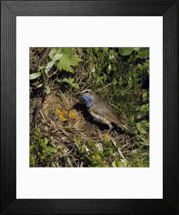 Framed Print : Bluethroat - male at nest with young Framed Print : Bluethroat - male at nest with young