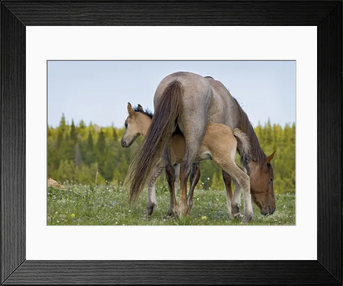 Framed Print : Wild / Feral Horse - mare with colt - Western U. S. - Summer _D3C9672 Framed Print : Wild / Feral Horse - mare with colt - Western U. S. - Summer _D3C9672