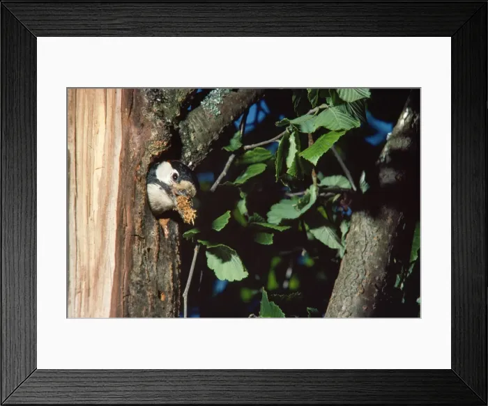Framed Print : Greater-spotted / Great-spotted Woodpecker - at nest Framed Print : Greater-spotted / Great-spotted Woodpecker - at nest
