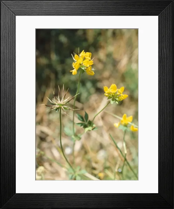 Framed Print : Birdsfoot Trefoil SSG 301 Lotus croniculatus © ARDEA LONDON Framed Print : Birdsfoot Trefoil SSG 301 Lotus croniculatus © ARDEA LONDON