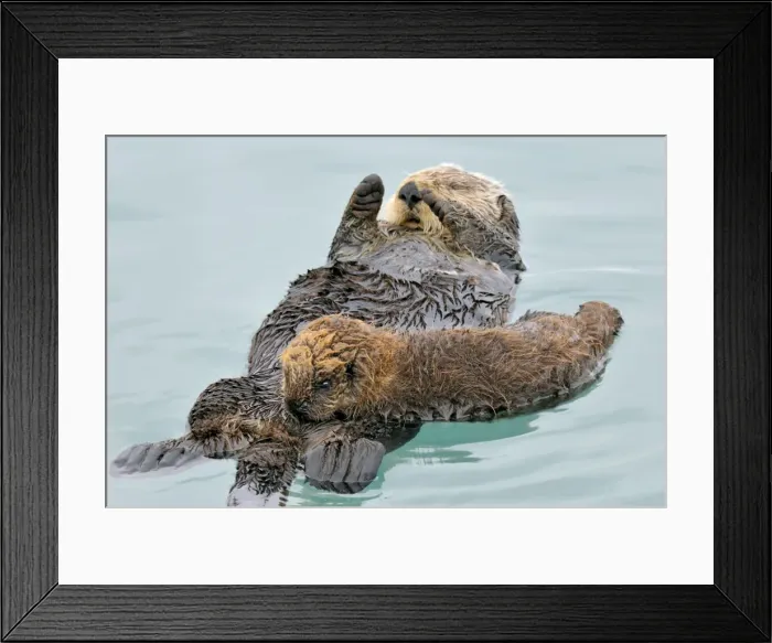 Framed Print : Alaskan / Northern Sea Otter - resting on water - Alaska _D3B2907 Framed Print : Alaskan / Northern Sea Otter - resting on water - Alaska _D3B2907