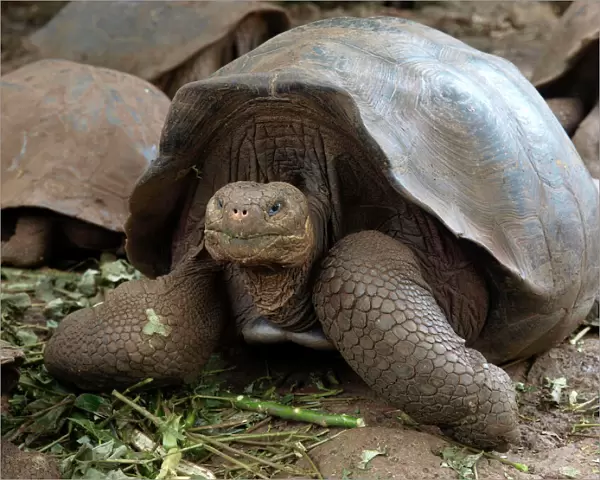 Giant Tortoise - Galapagos - Ecuador