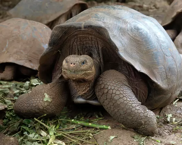 Giant Tortoise - Galapagos - Ecuador