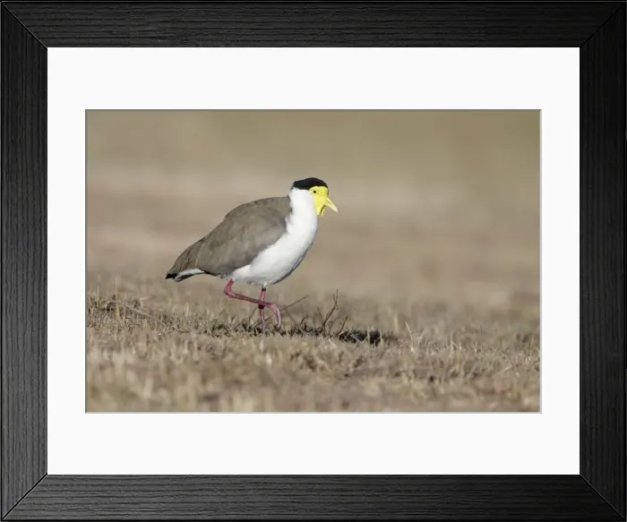 Framed Print : Masked Lapwing - Northern race - Queensland - Australia Framed Print : Masked Lapwing - Northern race - Queensland - Australia
