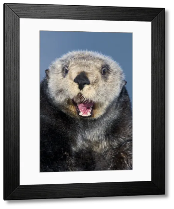 Framed Print : Alaskan / Northern Sea Otter - with mouth open - Alaska _D3B7338 Framed Print : Alaskan / Northern Sea Otter - with mouth open - Alaska _D3B7338