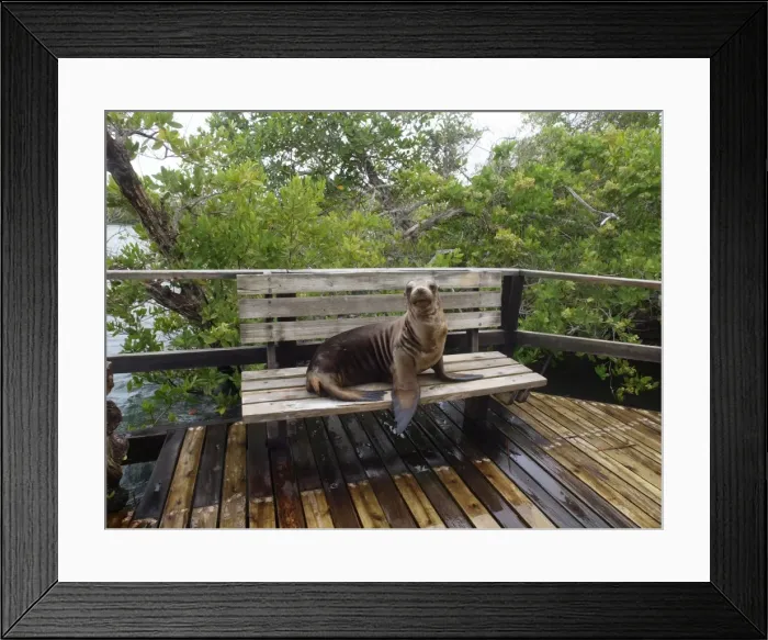 Framed Print : Galapagos Sea Lion - lying on a bench - Isabela - Galapagos - Ecuador Framed Print : Galapagos Sea Lion - lying on a bench - Isabela - Galapagos - Ecuador
