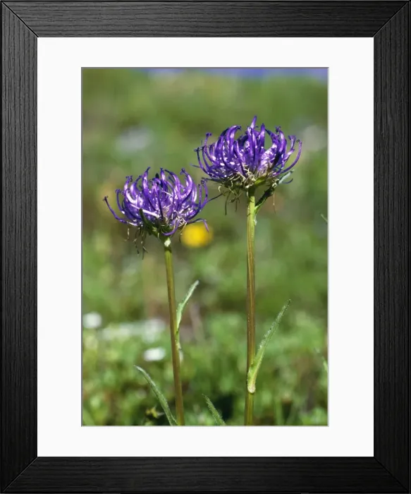 Framed Print : Round-Headed Rampion ROG 8160 Pryteuma orbiculare © Bob Gibbons / ARDEA LONDON Framed Print : Round-Headed Rampion ROG 8160 Pryteuma orbiculare © Bob Gibbons / ARDEA LONDON