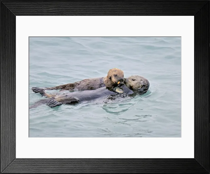 Framed Print : Alaskan / Northern Sea Otter - mother sharing food with pup - Alaska _D3B1604 Framed Print : Alaskan / Northern Sea Otter - mother sharing food with pup - Alaska _D3B1604