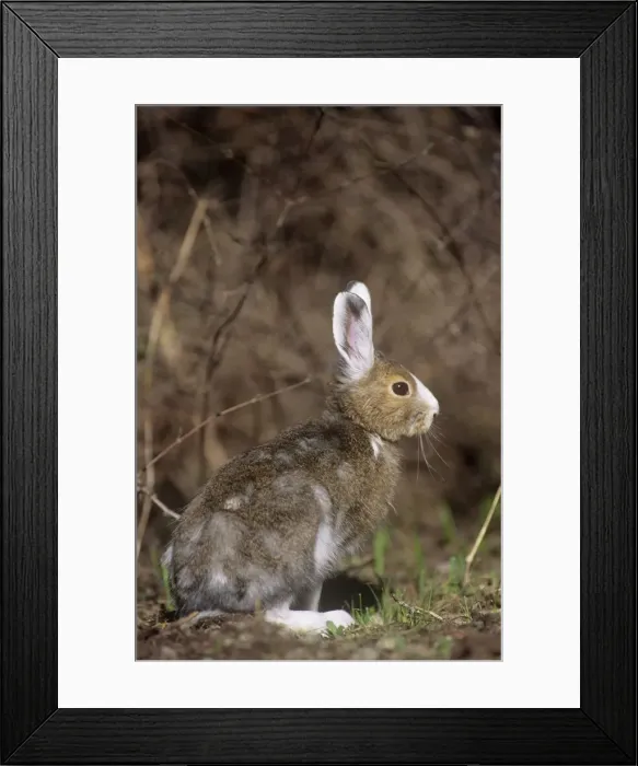 Framed Print : Snowshoe Hare / Varying Hare - Montana - USA - May Framed Print : Snowshoe Hare / Varying Hare - Montana - USA - May