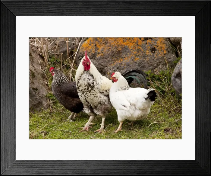 Framed Print : Cockerel and hens in smallholding in Kazbegi village, high in the Great Caucasus, Georgia