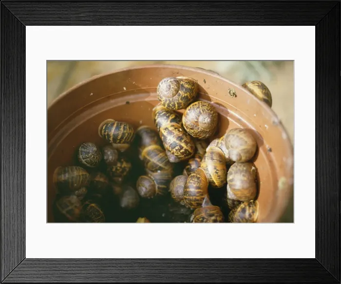 Framed Print : Snails SSG 7481 Hibernating © ARDEA LONDON Framed Print : Snails SSG 7481 Hibernating © ARDEA LONDON