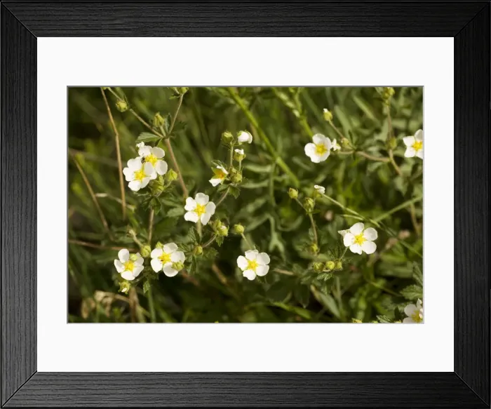 Framed Print : Rock cinquefoil ( Potentilla rupestris); Very rare in UK Framed Print : Rock cinquefoil ( Potentilla rupestris); Very rare in UK