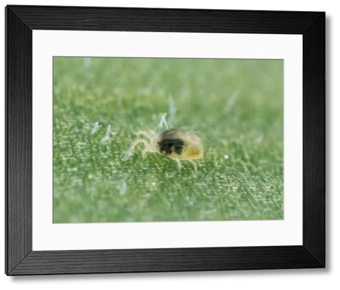 Framed Print : Red Spider Mite Nymph Framed Print : Red Spider Mite Nymph