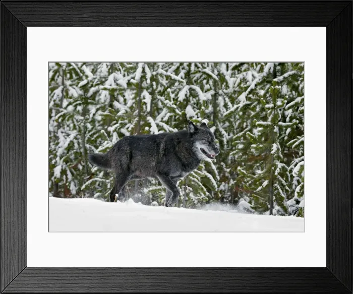 Framed Print : Wild Grey Wolf - walking in snow - Yellowstone National Park - Wyoming - USA _D3D3580 Framed Print : Wild Grey Wolf - walking in snow - Yellowstone National Park - Wyoming - USA _D3D3580