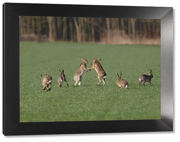 European  /  Brown Hare - fighting in mating season - Austria
