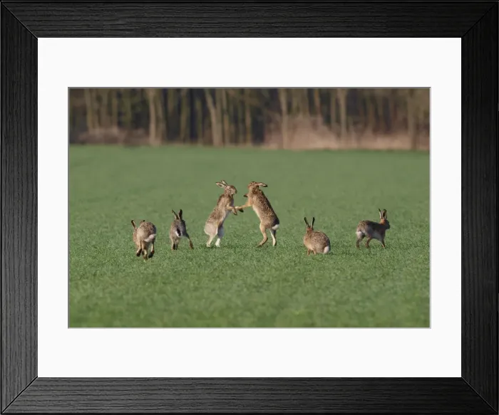 Framed Print : European / Brown Hare - fighting in mating season - Austria Framed Print : European / Brown Hare - fighting in mating season - Austria