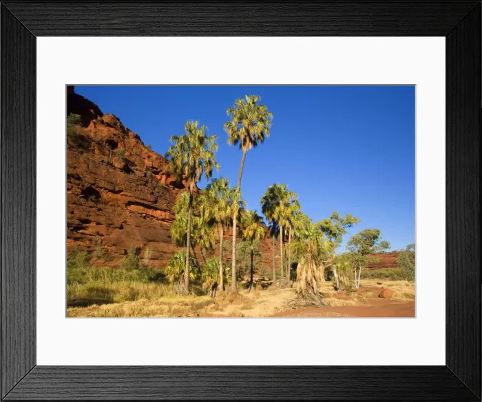 Framed Print : Palm Valley - grove of Red Cabbage Palms, also called Livistonia Palms growing in the rocky terrain of the Finke Gorge. The bright green of the palms is constrasting nicely with the gorge's red cliffs and deep blue sky - Palm Valley