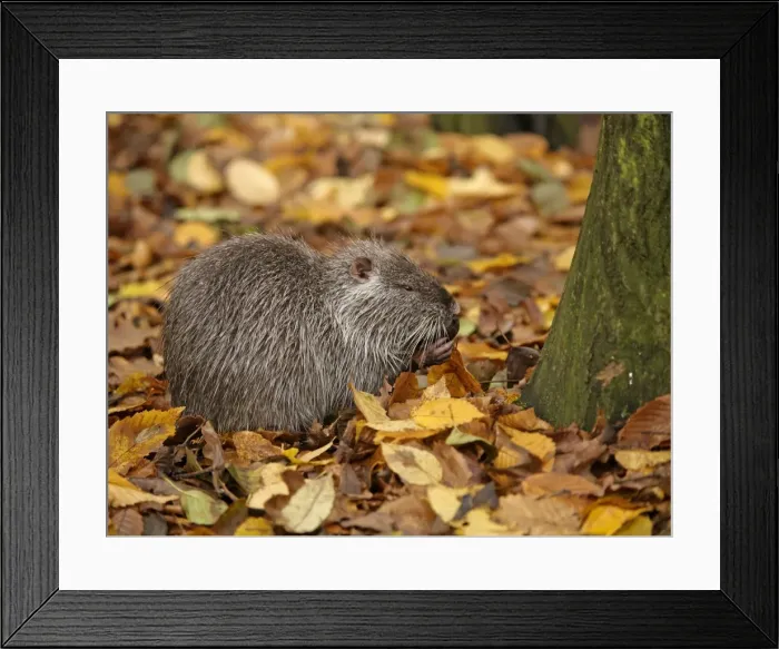 Framed Print : Coypu / Nutria - in autumn leaves - Germany Framed Print : Coypu / Nutria - in autumn leaves - Germany