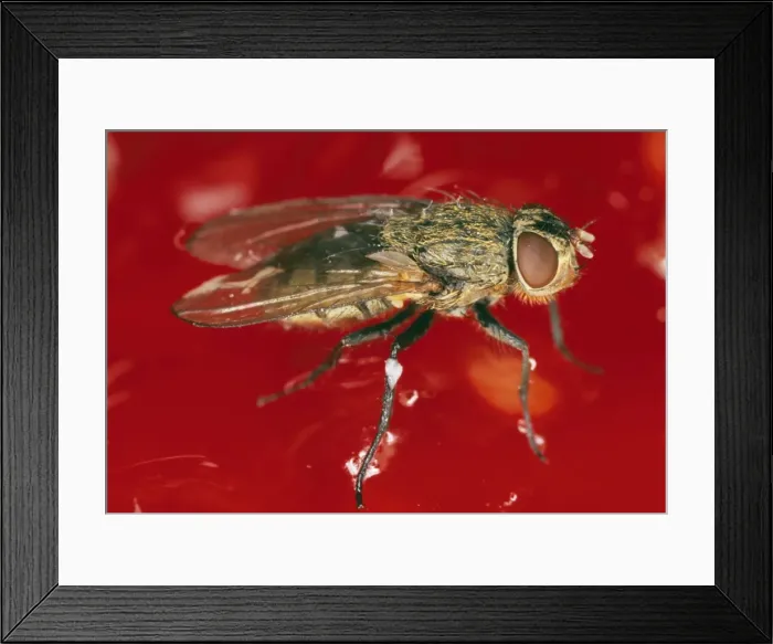 Framed Print : House / Cluster Fly - on strawberry jam Framed Print : House / Cluster Fly - on strawberry jam