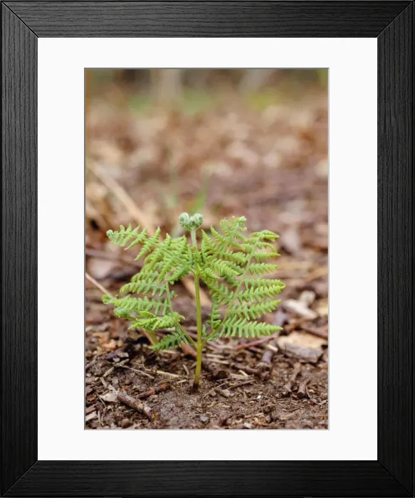 Framed Print : Bracken unfurling Framed Print : Bracken unfurling