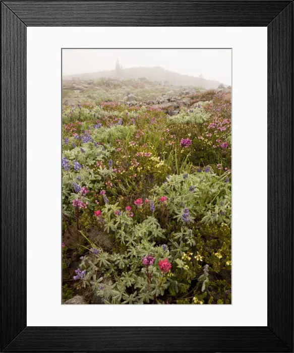 Framed Print : High altitude tundra with dwarf lupines, red heather, Magenta paintbrush etc. in the mist, on Mount Rainier, Cascade Mountains, Washington Framed Print : High altitude tundra with dwarf lupines, red heather, Magenta paintbrush etc. in the mist, on Mount Rainier, Cascade Mountains, Washington