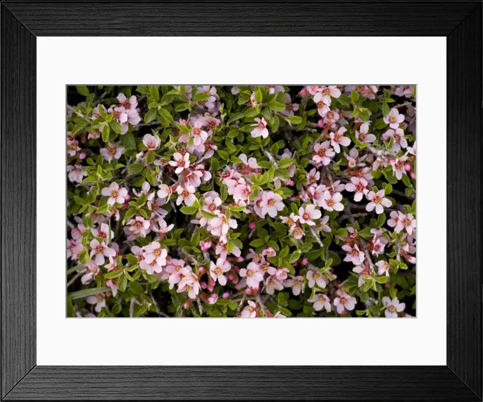 Framed Print : A dwarf prostrate wild plum, Prunus prostrata, in the White Mountains, Crete Framed Print : A dwarf prostrate wild plum, Prunus prostrata, in the White Mountains, Crete