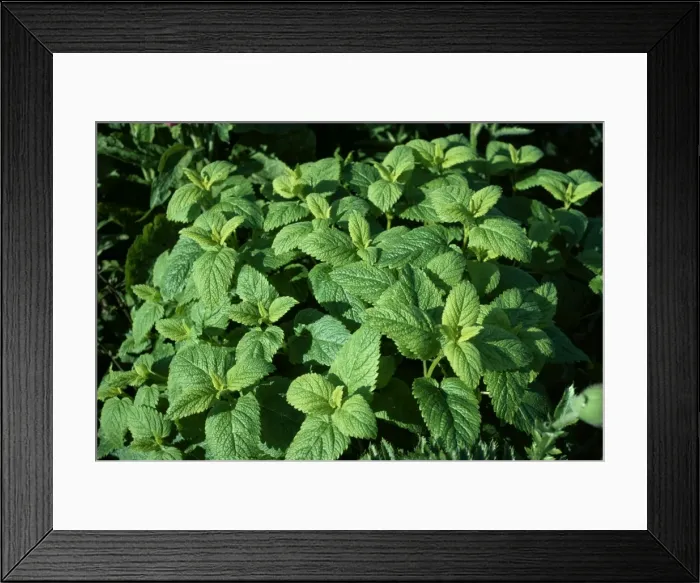 Framed Print : Lemon Balm ROG 936 Widely used as a herb and flavouring Melissa Officinalis © Bob Gibbons / ARDEA LONDON Framed Print : Lemon Balm ROG 936 Widely used as a herb and flavouring Melissa Officinalis © Bob Gibbons / ARDEA LONDON